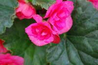 Evi® Begonia elator Pink -- As seen @ Beekenkamp Spring Trials 2016.  Great for quart, 6-inch, gallon containers and hanging baskets.