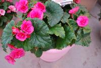 Evi® Begonia elator Pink -- As seen @ Beekenkamp Spring Trials 2016.  Great for quart, 6-inch, gallon containers and hanging baskets.