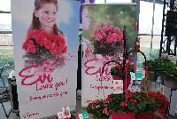 Evi® Begonia elator  -- As seen @ Beekenkamp Spring Trials 2016. Evi Loves You!  Everywhere She Goes....  Great for quart, 6-inch and gallon containers as well as hanging baskets.