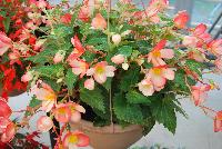 Waterfalls® Begonia boliviensis Angel Soft Orange -- As seen @ Beekenkamp Spring Trials 2016. Evi Loves You!  Everywhere She Goes....  Great for quart, 6-inch and gallon containers as well as hanging baskets.