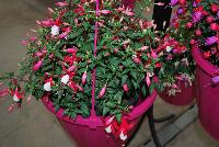 Bella® Fuchsia hybrid Nora -- As seen @ Beekenkamp Spring Trials 2016. Evi Loves You!  Everywhere She Goes....  Great for quart, 6-inch and gallon containers as well as hanging baskets.