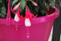 Bella® Fuchsia hybrid Nora -- As seen @ Beekenkamp Spring Trials 2016. Evi Loves You!  Everywhere She Goes....  Great for quart, 6-inch and gallon containers as well as hanging baskets.