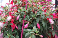 Bella® Fuchsia hybrid Nora -- As seen @ Beekenkamp Spring Trials 2016. Evi Loves You!  Everywhere She Goes....  Great for quart, 6-inch and gallon containers as well as hanging baskets.