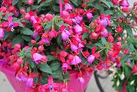 Bella® Fuchsia hybrid Vera -- As seen @ Beekenkamp Spring Trials 2016. Evi Loves You!  Everywhere She Goes....  Great for quart, 6-inch and gallon containers as well as hanging baskets.