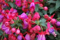 Bella® Fuchsia hybrid Vera -- As seen @ Beekenkamp Spring Trials 2016. Evi Loves You!  Everywhere She Goes....  Great for quart, 6-inch and gallon containers as well as hanging baskets.