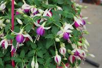 Bella® Fuchsia hybrid Mariska -- As seen @ Beekenkamp Spring Trials 2016. Evi Loves You!  Everywhere She Goes....  Great for quart, 6-inch and gallon containers as well as hanging baskets.