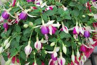 Bella® Fuchsia hybrid Mariska -- As seen @ Beekenkamp Spring Trials 2016. Evi Loves You!  Everywhere She Goes....  Great for quart, 6-inch and gallon containers as well as hanging baskets.