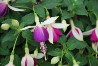 Bella® Fuchsia hybrid Mariska -- As seen @ Beekenkamp Spring Trials 2016. Evi Loves You!  Everywhere She Goes....  Great for quart, 6-inch and gallon containers as well as hanging baskets.