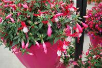Bella® Fuchsia hybrid Evita -- As seen @ Beekenkamp Spring Trials 2016. Evi Loves You!  Everywhere She Goes....  Great for quart, 6-inch and gallon containers as well as hanging baskets.