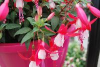 Bella® Fuchsia hybrid Evita -- As seen @ Beekenkamp Spring Trials 2016. Evi Loves You!  Everywhere She Goes....  Great for quart, 6-inch and gallon containers as well as hanging baskets.