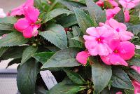 Odyssey® New Guinea Impatiens Delilah -- As seen @ Beekenkamp Spring Trials 2016. Evi Loves You!  Everywhere She Goes....  Great for quart, 6-inch and gallon containers as well as hanging baskets.