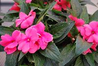 Odyssey® New Guinea Impatiens Delilah -- As seen @ Beekenkamp Spring Trials 2016. Evi Loves You!  Everywhere She Goes....  Great for quart, 6-inch and gallon containers as well as hanging baskets.