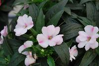 Odyssey® New Guinea Impatiens Eos -- As seen @ Beekenkamp Spring Trials 2016. Evi Loves You!  Everywhere She Goes....  Great for quart, 6-inch and gallon containers as well as hanging baskets.