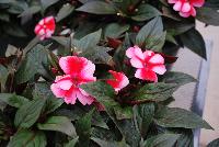 Odyssey® New Guinea Impatiens Ajax -- As seen @ Beekenkamp Spring Trials 2016. Evi Loves You!  Everywhere She Goes....  Great for quart, 6-inch and gallon containers as well as hanging baskets.