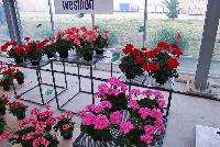  Pelargonium interspecific  -- As seen @ PAC-Elsner, Spring Trials 2016. Working side by side with Westhoff in the floriculture trade, at the Floricultura facility in Salinas, CA.