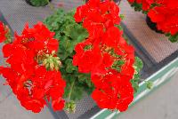 Two-in-One® Pelargonium interspecific Scarlet -- As seen @ PAC-Elsner, Spring Trials 2016. @ the Floricultura facility in Salinas, CA.  Great for quart, 6-inch, gallon containers and hanging baskets.