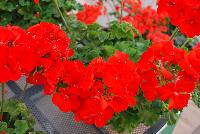 Two-in-One® Pelargonium interspecific Scarlet -- As seen @ PAC-Elsner, Spring Trials 2016. @ the Floricultura facility in Salinas, CA.  Great for quart, 6-inch, gallon containers and hanging baskets.