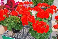 Two-in-One® Pelargonium interspecific Scarlet -- As seen @ PAC-Elsner, Spring Trials 2016. @ the Floricultura facility in Salinas, CA.  Great for quart, 6-inch, gallon containers and hanging baskets.