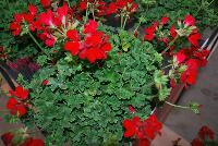 Two-in-One® Pelargonium interspecific Red -- As seen @ PAC-Elsner, Spring Trials 2016. @ the Floricultura facility in Salinas, CA.  Great for quart, 6-inch, gallon containers and hanging baskets.