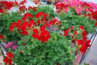 Two-in-One® Pelargonium interspecific Red -- As seen @ PAC-Elsner, Spring Trials 2016. @ the Floricultura facility in Salinas, CA.  Great for quart, 6-inch, gallon containers and hanging baskets.