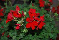 Two-in-One® Pelargonium interspecific Red -- As seen @ PAC-Elsner, Spring Trials 2016. @ the Floricultura facility in Salinas, CA.  Great for quart, 6-inch, gallon containers and hanging baskets.