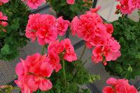 Two-in-One® Pelargonium interspecific Peach -- As seen @ PAC-Elsner, Spring Trials 2016. @ the Floricultura facility in Salinas, CA.  Great for quart, 6-inch, gallon containers and hanging baskets.