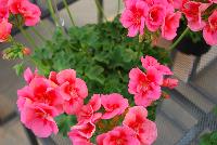 Two-in-One® Pelargonium interspecific Peach -- As seen @ PAC-Elsner, Spring Trials 2016. @ the Floricultura facility in Salinas, CA.  Great for quart, 6-inch, gallon containers and hanging baskets.