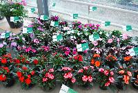  New Guinea Impatiens  -- As seen @ PAC-Elsner, Spring Trials 2016. @ the Floricultura facility in Salinas, CA.  A full range or New Guinea Impatiens, Great for quart, 6-inch, gallon containers and hanging baskets, in the garden as a border or bed.