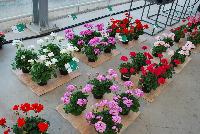  Pelargonium  -- As seen @ PAC-Elsner, Spring Trials 2016 @ the Floricultura facility in Salinas, CA.