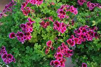 Angel Eyes® Pelargonium crispum Blueberry -- As seen @ PAC-Elsner, Spring Trials 2016. @ the Floricultura facility in Salinas, CA.  Great for quart, 6-inch and  gallon containers.