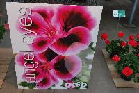 Angel Eyes® Pelargonium crispum  -- As seen @ PAC-Elsner, Spring Trials 2016. @ the Floricultura facility in Salinas, CA.  Great for quart, 6-inch and  gallon containers.