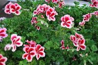  Pelargonium crispum  -- As seen @ PAC-Elsner, Spring Trials 2016 @ the Floricultura facility in Salinas, CA.  A beautiful specimen of Pelargonium, almost good enough to eat with a peppermint candy look.