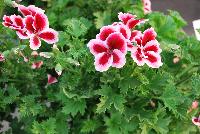  Pelargonium crispum  -- As seen @ PAC-Elsner, Spring Trials 2016 @ the Floricultura facility in Salinas, CA.  A beautiful specimen of Pelargonium, almost good enough to eat with a peppermint candy look.