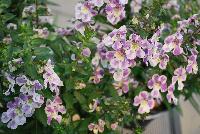 Angelos® Angelonia Bicolor -- As seen @ PAC-Elsner, Spring Trials 2016. @ the Floricultura facility in Salinas, CA.  Great for quart, 6-inch and  gallon containers as well as hanging baskets.