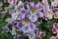 Angelos® Angelonia Bicolor -- As seen @ PAC-Elsner, Spring Trials 2016. @ the Floricultura facility in Salinas, CA.  Great for quart, 6-inch and  gallon containers as well as hanging baskets.