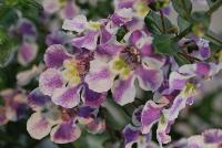 Angelos® Angelonia Bicolor -- As seen @ PAC-Elsner, Spring Trials 2016. @ the Floricultura facility in Salinas, CA.  Great for quart, 6-inch and  gallon containers as well as hanging baskets.