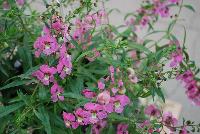 Angelos® Angelonia Trailing Pink -- As seen @ PAC-Elsner, Spring Trials 2016. @ the Floricultura facility in Salinas, CA.  Great for quart, 6-inch and  gallon containers as well as hanging baskets.