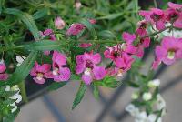 Angelos® Angelonia Trailing Pink -- As seen @ PAC-Elsner, Spring Trials 2016. @ the Floricultura facility in Salinas, CA.  Great for quart, 6-inch and  gallon containers as well as hanging baskets.