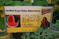  Watermelon Grafted Sugar Baby -- From Plug Connection for Spring Trials 2016: Small, 8-10 inch round “icebox” heirloom watermelons are 6 – 10 pounds with a nearly black rind when rip[e – a standard picnic staple since introduced in 1959.  Crisp, juicy, deep red-orange flesh and incredibly sweet rich flavor.  Mildew resistant.  80-90 days from transplant.  Grafted watermelons offer the benefit of stronger, more vigorous plants, longer seasons with incredible harvest, improved ability to withstand temperature extremes, offering a superior defense against soil-borne diseases and pests.  www.MightyMato.com