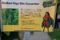  Cucumber Grafted Giga Bite -- From Plug Connection for Spring Trials 2016: Japanese burpless hybrid cucumber plants are vigorous and easy to grow, producing an abundance of crisp, 8-inch long, slender fruits, uo to one-inch in diameter with fine white spines and a glossy deep-green skin.  Heat tolerant and disease resistant. 40-50 days from transplant.  Grafted cucumbers offer the benefit of stronger, more vigorous plants, longer seasons with incredible harvest, improved ability to withstand temperature extremes, offering a superior defense against soil-borne diseases and pests.  www.MightyMato.com