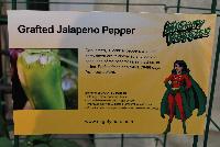  Pepper Grafted Jalapeno -- From Plug Connection for Spring Trials 2016: Dark green, 3-inch conical peppers with hot, zesty flavor are thick-walled and easy to seed, one of the best for salsa, nachos, or chiles.  Perfect fresh or pickled. 70-80 days from transplant.  Grafted peppers offer the benefit of stronger, more vigorous plants, longer seasons with incredible harvest, improved ability to withstand temperature extremes, offering a superior defense against soil-borne diseases and pests.  www.MightyMato.com