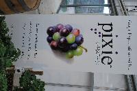 Pixie® Grape Vitis vinifera  -- From Plug Connection for Spring Trials 2016: Pixie® Grapes, offering Grape Expectations such as a patio-sized plant, grapes the first year and continuous fruiting.