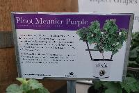  Vitis vinifera Pinot Meunier Purple -- From Plug Connection for Spring Trials 2016: Pixie® Grapes.  Expect to be amazed!  These cutting-edge plants are “mini-me” versions of the dark-berries grape variety most famously used making Champagne.  Although a workhorse in contributing fruity aromas to wines, you'll relish the sweet, few-seeded grapes fresh off the vine!  Full grown at 18 – 24 inches tall.,  Non GMO/GEO.  Pixie® Grapes is the world's first line of dwarf grapevines.  These small but precocious plants produce dozens of miniature grape clusters.  Easy to maintain both indoors and out.  Perfect for the urban patio vineyard!