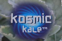 Kosmic Kale™ Kale  -- From Plug Connection for Spring Trials 2016: Kosmic Kale™.  Out of the World!  Unusual, ornamental, edible variety with out-of-this-world coloring – blue-green leaves edged in cream.  Eye-catching greens in mixed beds or containers.