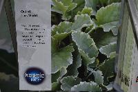 Kosmic Kale™ Kale  -- From Plug Connection for Spring Trials 2016: Kosmic Kale™.  Out of the World!  Unusual, ornamental, edible variety with out-of-this-world coloring – blue-green leaves edged in cream.  Eye-catching greens in mixed beds or containers.