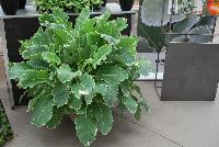 Kosmic Kale™ Kale  -- From Plug Connection for Spring Trials 2016: Kosmic Kale™.  Out of the World!  Unusual, ornamental, edible variety with out-of-this-world coloring – blue-green leaves edged in cream.  Eye-catching greens in mixed beds or containers.