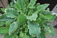 Kosmic Kale™ Kale  -- From Plug Connection for Spring Trials 2016: Kosmic Kale™.  Out of the World!  Unusual, ornamental, edible variety with out-of-this-world coloring – blue-green leaves edged in cream.  Eye-catching greens in mixed beds or containers.