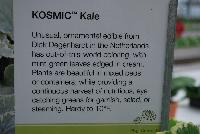 Kosmic Kale™ Kale  -- From Plug Connection for Spring Trials 2016: Kosmic Kale™.  Out of the World!  Unusual, edible ornamental from Dick Degenhardt in the Netherlands, featuring out-of-this-world coloring – mint blue-green leaves edged in cream.  Eye-catching greens in mixed beds or containers.  Provides a continuous harvest of nutritious greens for garnish, salad or steaming.  Hardy to 10F.