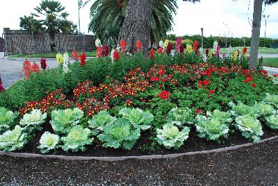 As seen @ Sakata Ornamentals Spring Trials 2016:  A colorful display of cabbage/kale, poppy, antirrhinum and stock.