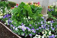   -- As seen @ Sakata Ornamentals Spring Trials 2016:  A colorful display of many of the new and favorite varieties, including edible Swiss Chard in a colorful planting.